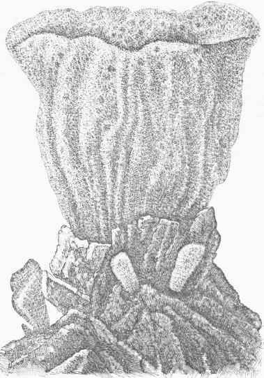 Sponge attached to its rocky bed.