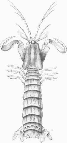Squill (Squilla mantis).