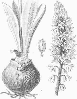 Squill (Urginea [Scilla] maritima).