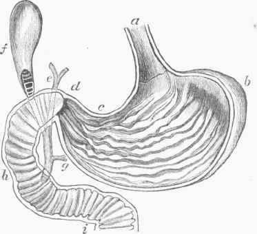 The Human Stomach laid open.
