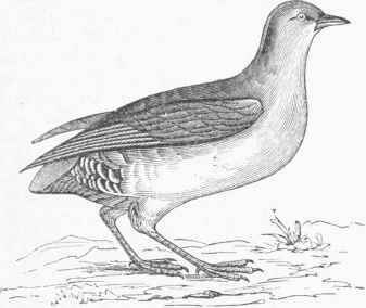 Tinamou.