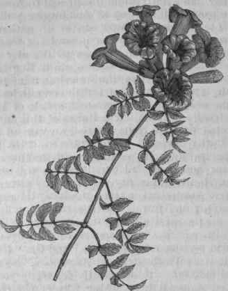 Trumpet Flower (Tecoma radicans).