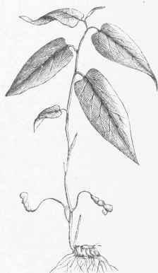 Virginia Snakeroot (Aristolochia serpentaria).