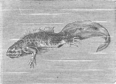 Water Newt (Triton palustris).