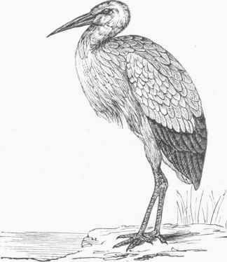 White Stork (Ciconia alba).