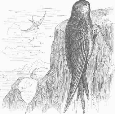 White bellied Swift (Cypselus melba).