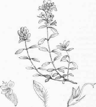Wild Thyme (Thymus Serpyllum).