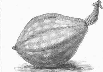 Winter Squash the Hubbard.