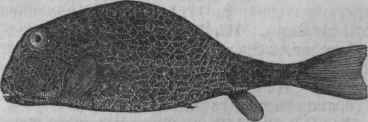 Yale's Trunk Fish (Ostracion Yalei).