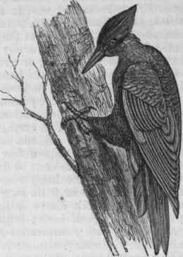 Black Woodpecker (Dryotomus pileatus).