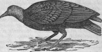 Carrion Crow (Catharista atrata).