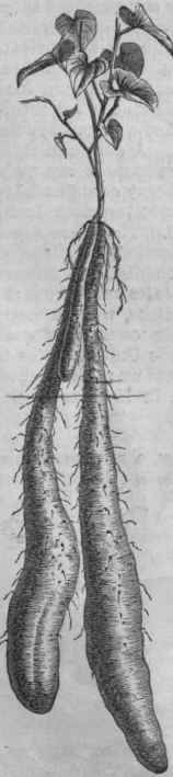 Chinese Yam (Dioscorsea batatas;.