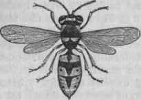 Common Wasp (Vespa vulgaris).
