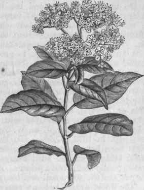 Laurestinus (Viburnum tinus).