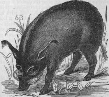 Masked Water Hog (Potamochoerua Africanus).