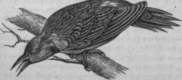Pigeon Woodpecker (Colaptes auratus).