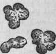 Saccharomyees con , glomeratus, magnified 600 diameters.