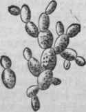 Saccharomyees ellipsoideus, in process of budding, magnified 600 diameters.