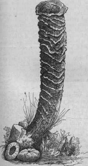 Venus's Flower Basket (Euplectella speciosa).