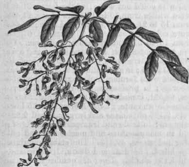 Virgilia or Yellow wood (Cladrastis tinctoria).