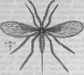 Wheat Fly (Cecidomyia tritici).