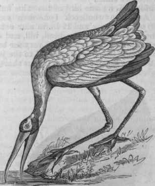 Wood Ibis (Tantalus loculator).