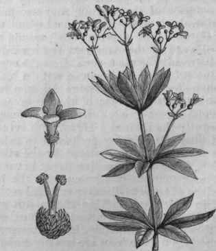 Woodruff (Asperula odorata).