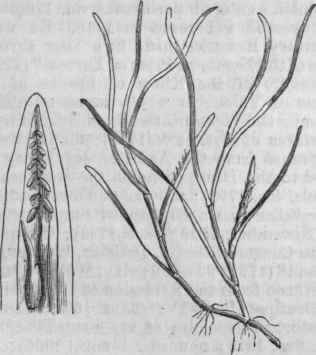 Wrack Grass (Zostera marina).