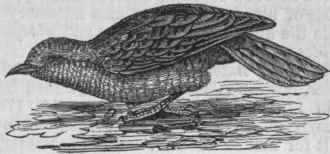 Wryneck (Yunx torquilla).
