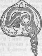 Arms of Brachiopod.
