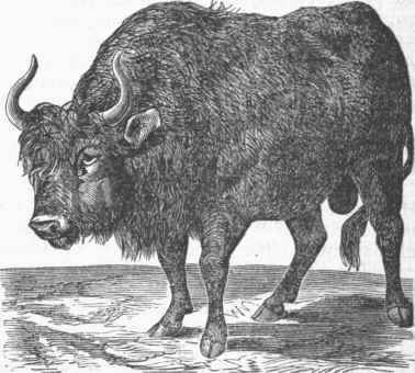 Aurochs 020062