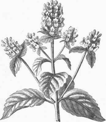 Catnip (Ncpeta cataria).