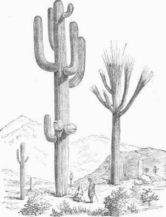 Cereus gigantcus.