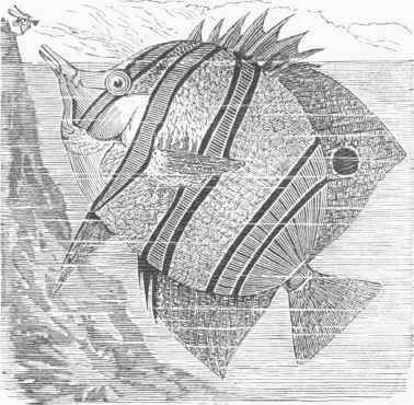 Chastodon rostratus.