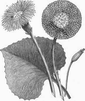 Coltsfoot (Tussilago farfara).