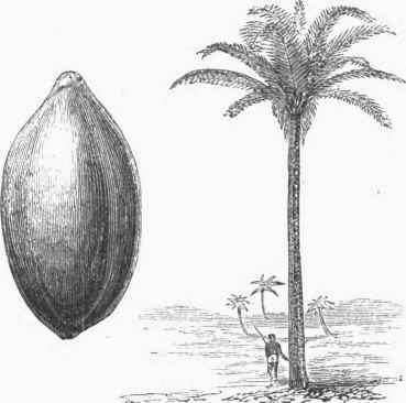 Coquilla Nut and Palm.