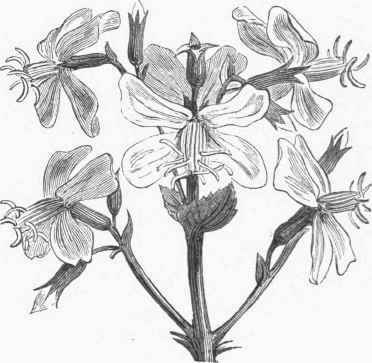Deer Grass (Rhexia Virginica).