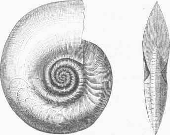 Goniatites (G. retorsus).