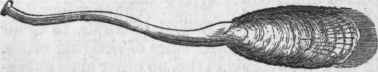 Lingula anatina.