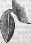 Terebratula sep tentrionalis.