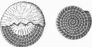 Nuinmulites laevigatas.