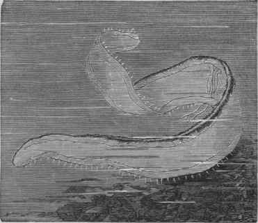 Venus's Girdle (Cestus Veneris).