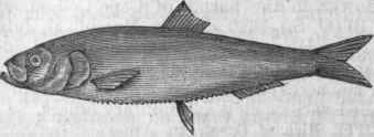 Whitebait.
