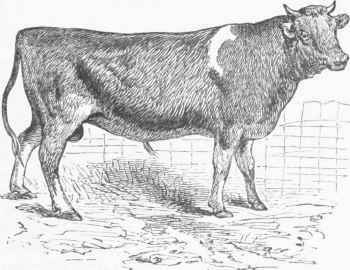 Alderncy Bull.