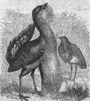 Australian Bustard (Otis Australasiana).