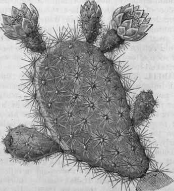 Cactus tuna.