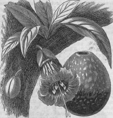 Calabash   Leaves, Flower, and Fruit.