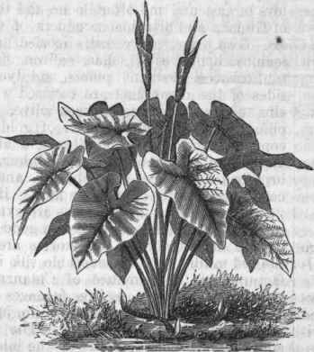 Caladium esculentum.