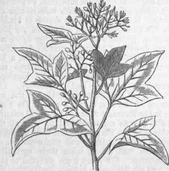 Candlenut   Leaves and Flowers.