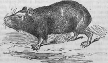 Capybara.